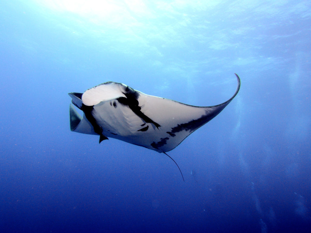 A large manta ray in the blue ocean glides over the photographer.