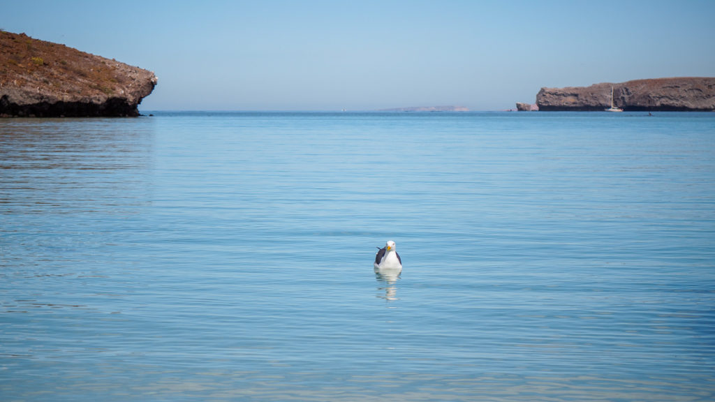 A gull in a simmering bay. A small sail boat sits in the distance.