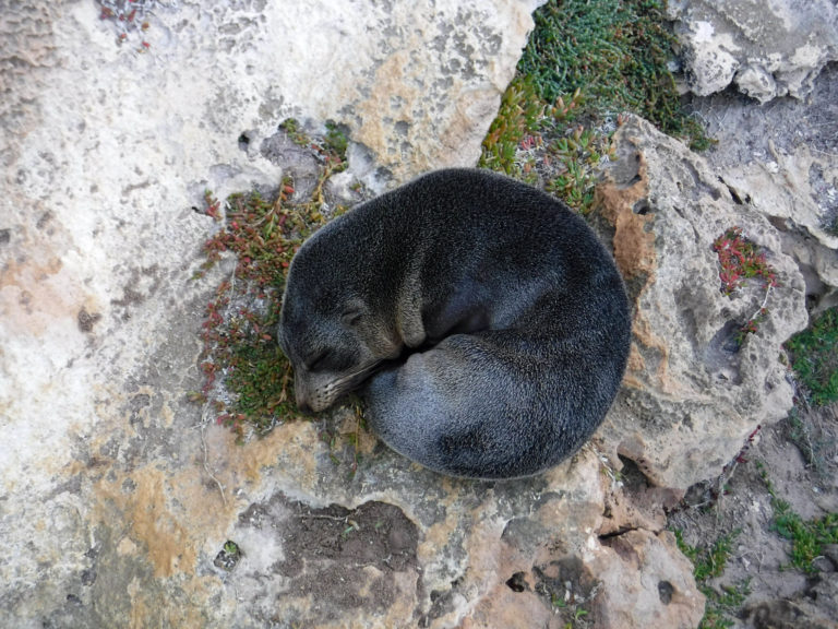 A baby fur seal is curled up asleep on a rock.