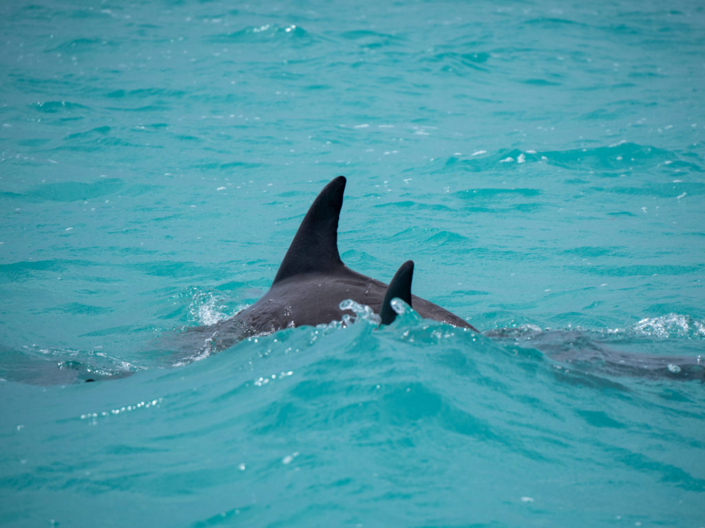 A close-up view of a dolphin's dorsal fin.
