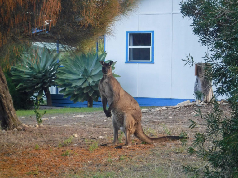 A 5 Day Kangaroo Island Wildlife Spotting Itinerary
