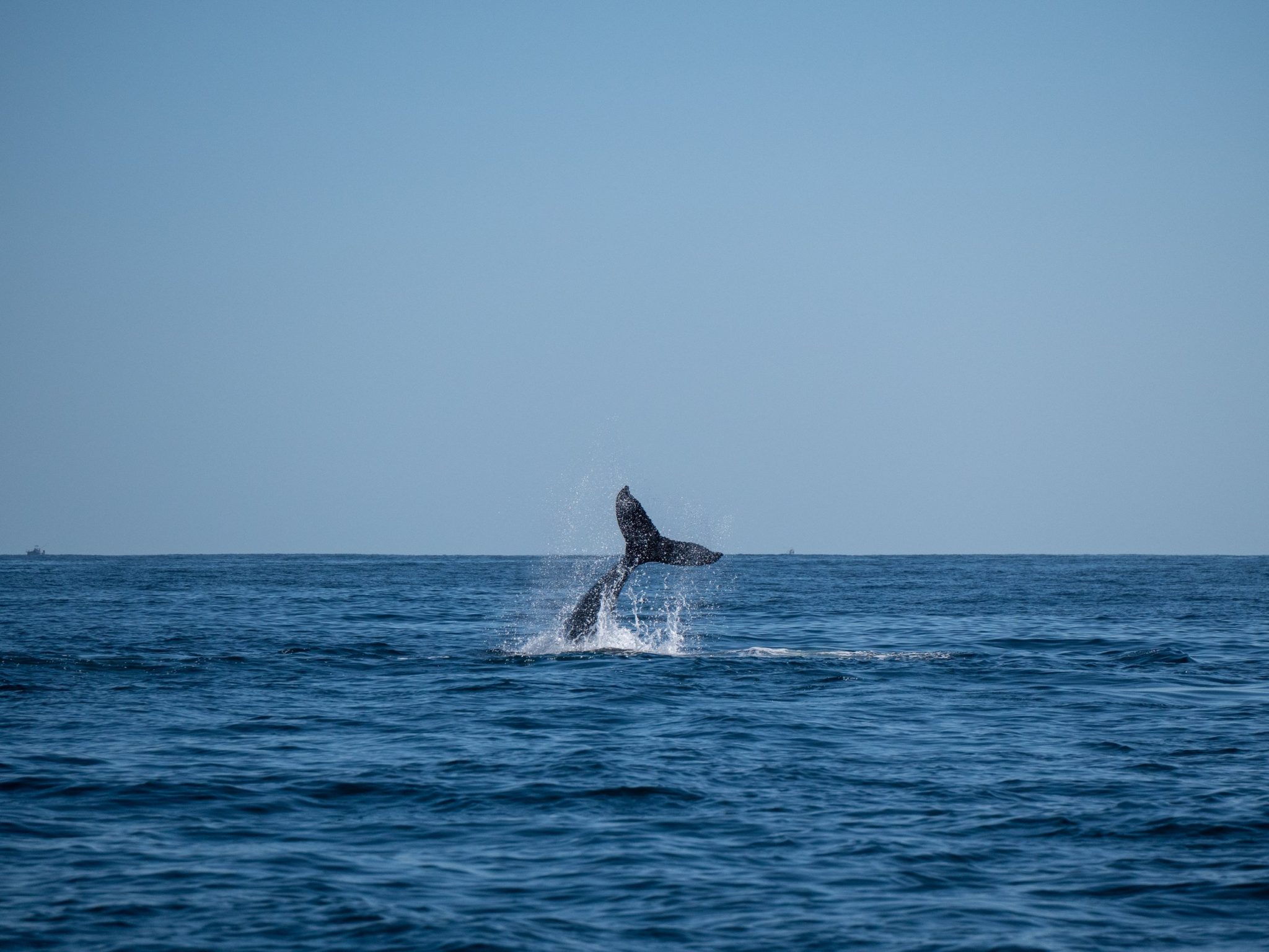 Ethically Whale Watching in Cabo San Lucas in 2024: Whale Watching Guide