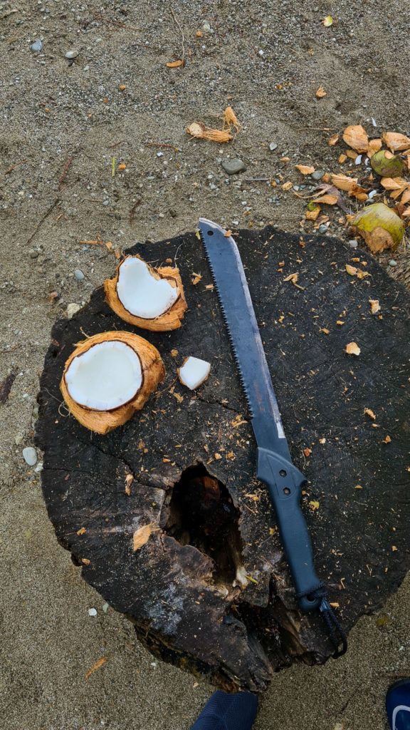 A coconut has been split in two by a machete. It lies open on a tree stump.