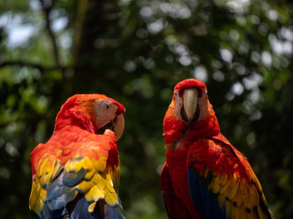 A couple of scarlet macaws sit together in the sunshine.