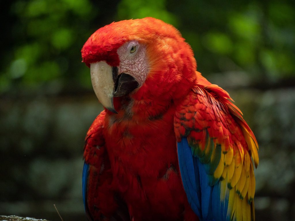 A scarlet macaw looks at the camera as a gentle breeze blows the feathers on its face.