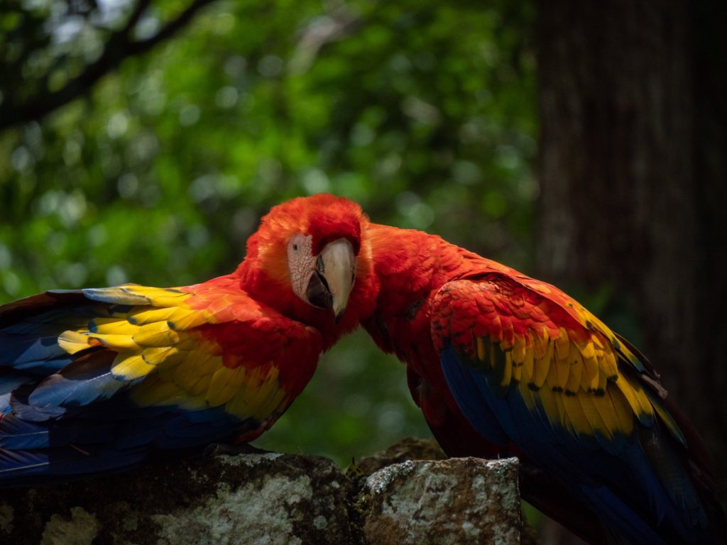 Two colourful scarlet macaws sit in the stones of Copan and clean each other's feathers.