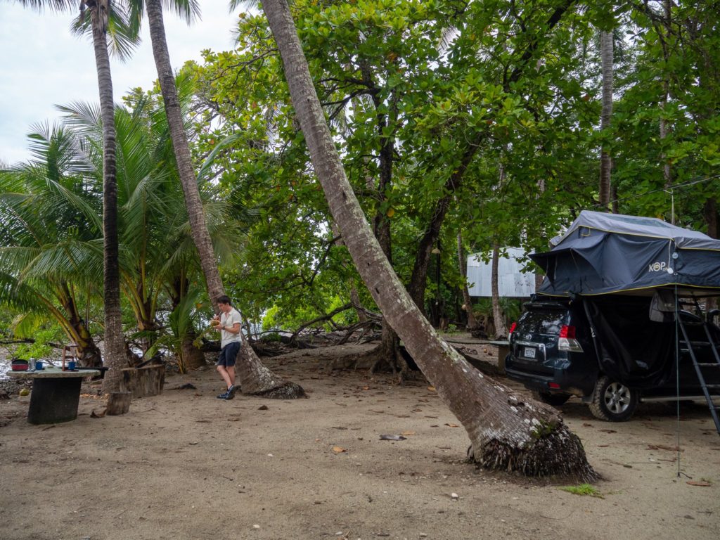 A man leans up against a palm tree and drinks from a fresh coconut. A 4x4 camper car is parked in shot with a rooftop tent open.