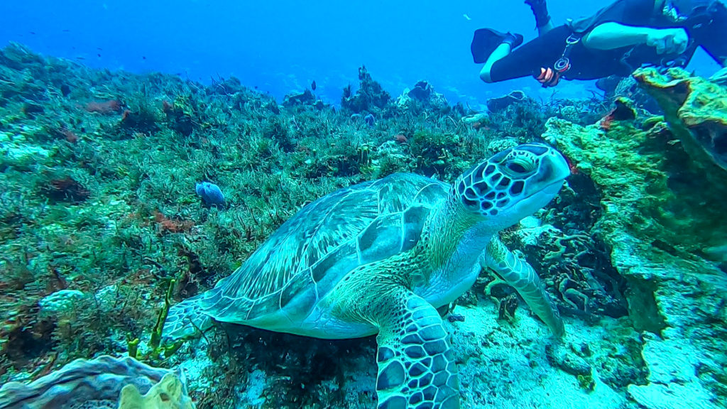 A diver points out a relaxing turtle on the sea floor.