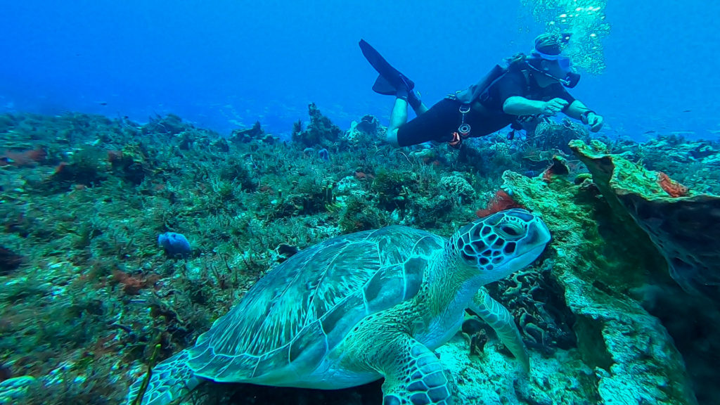 A diver keeps his distance from a relaxed green turtle.