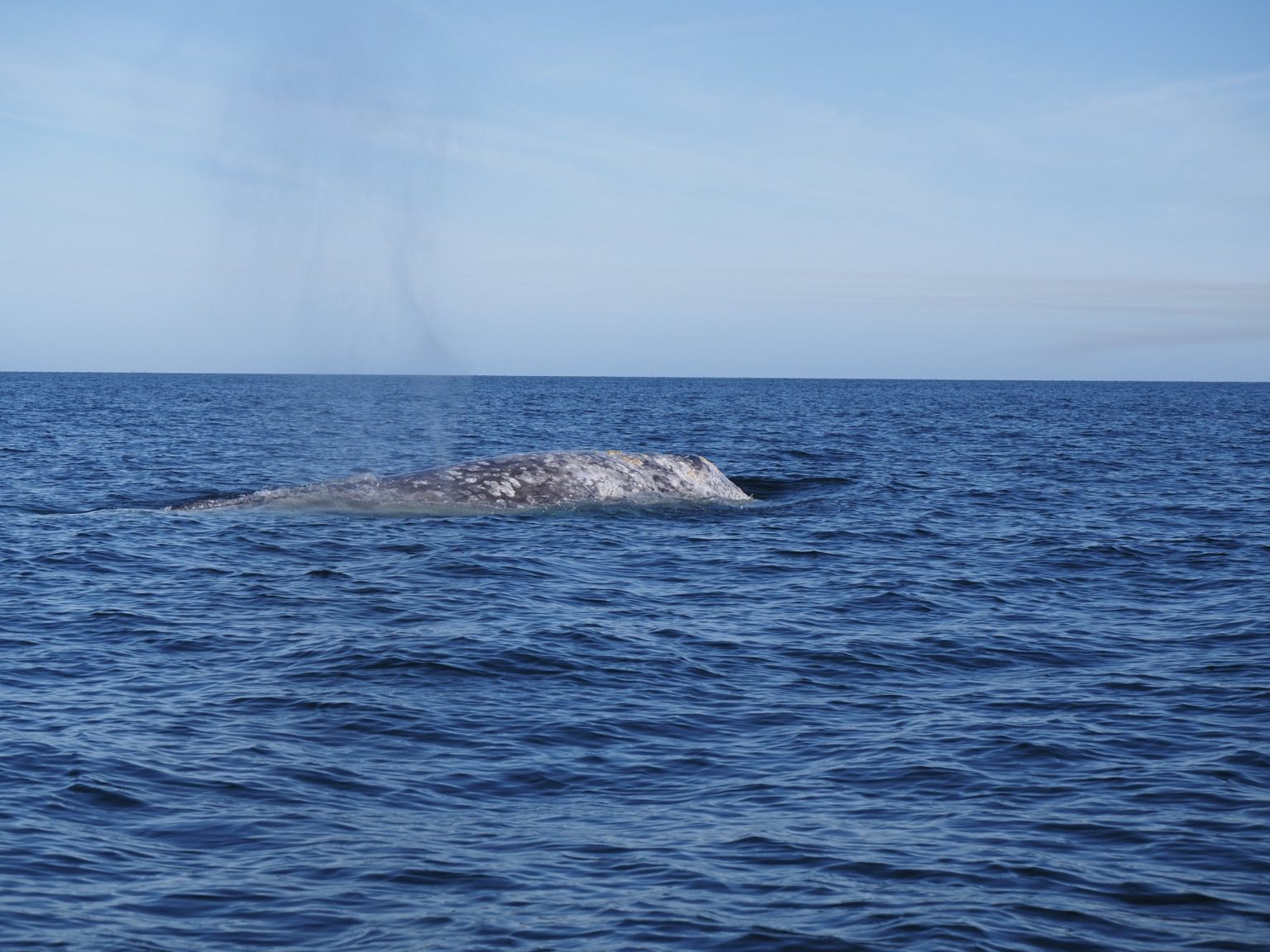 Should You Touch a Grey Whale in Baja California Sur, Mexico?