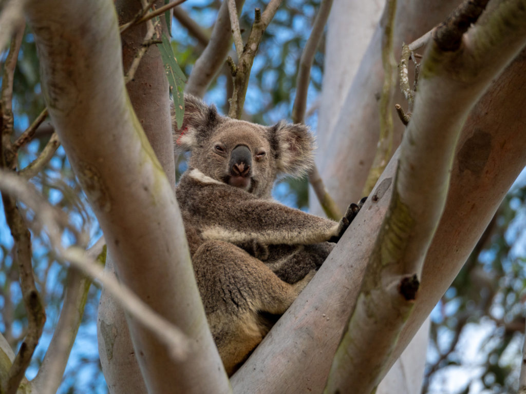 A mother koala sits comfortably in a tree hugging her baby.