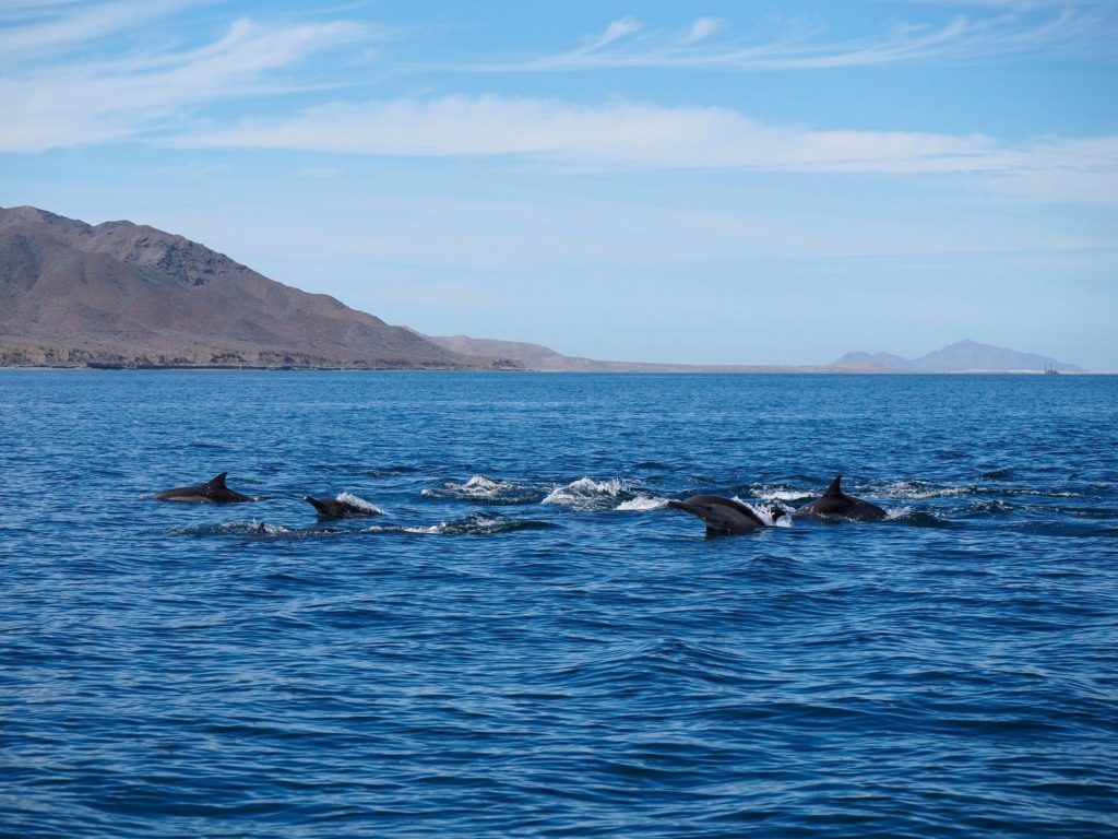 A small pod of common dolphins swim past, leaping out of the water.