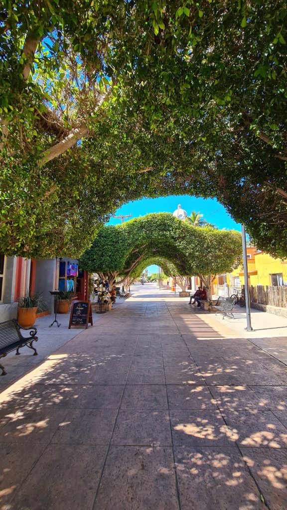 Lines of intertwined trees make archways over a pedestrian walkway. This pretty feature offers much needed shade for visitors and locals.