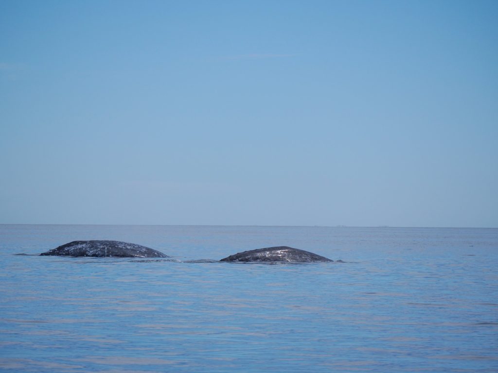 Two grey whales surface together in the waters of Magdalena Bay.