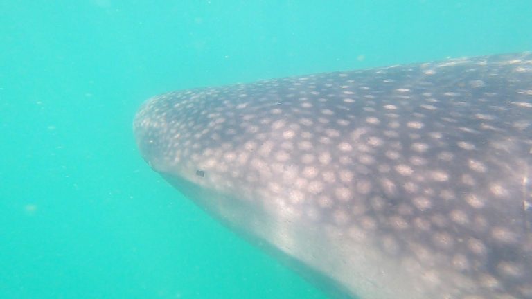 The head of a whale shark fills most of the view as it swims by.