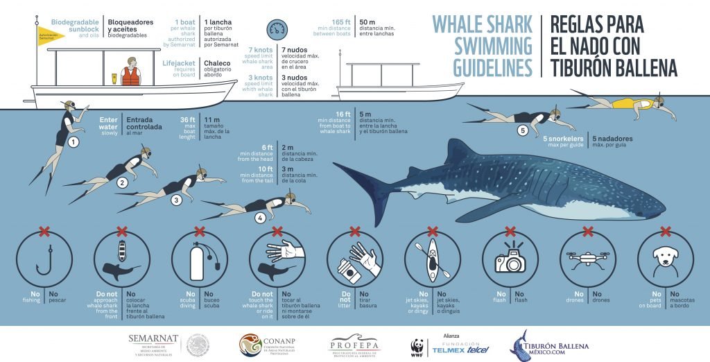 An infographic depicts to the many rules and regulations that must be followed when swimming with a whale shark.