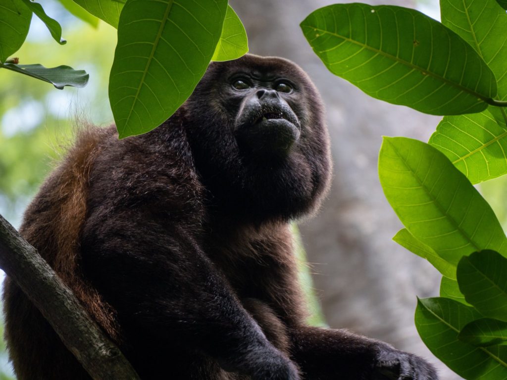 The alpha male of a howler monkey family sits posed on his branch.
