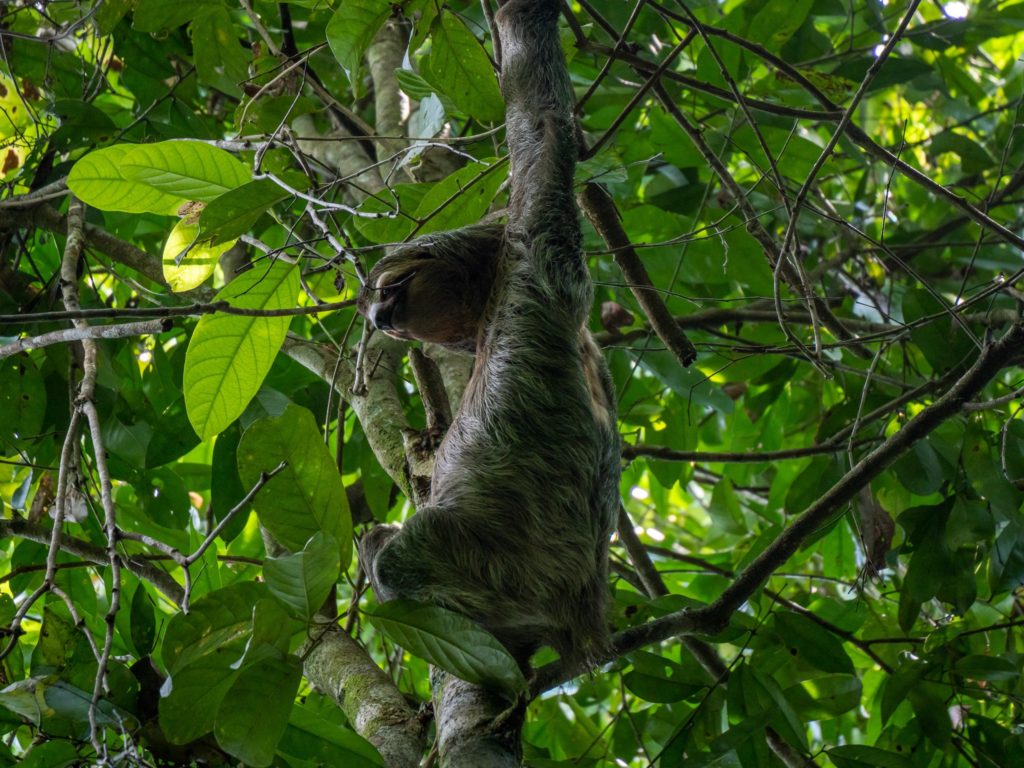 Cleverly disguised as a tree branch, a sloth reaches its arm up to the tall branches and turns to face the ground.