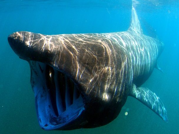 An underwater view of a large basking shark with its mouth open wide.