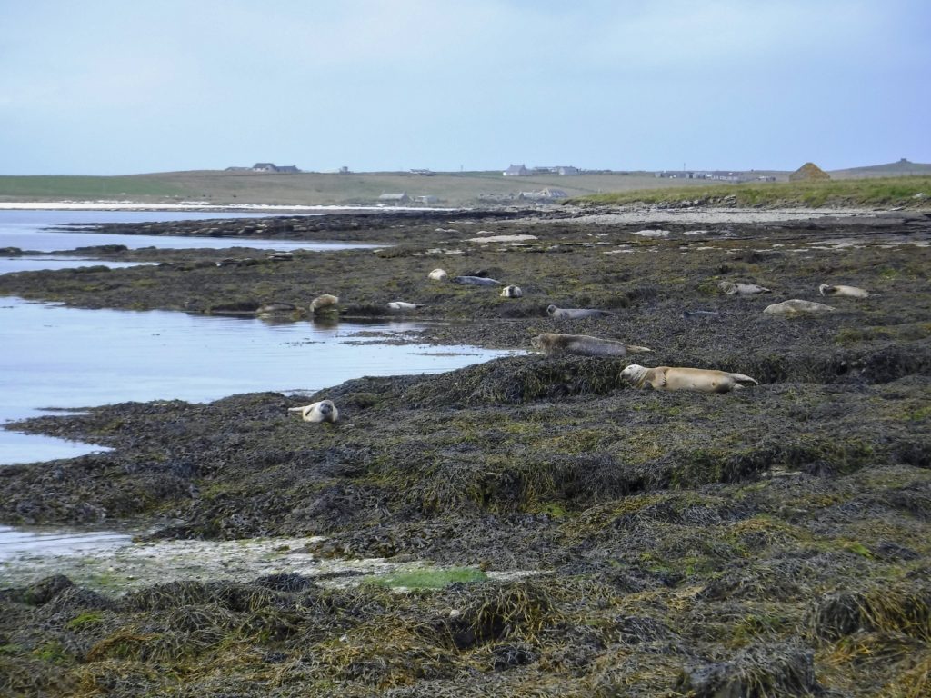 Twenty or more seals relax on the seaweed-covered rocks around Papa Westray (Papay).