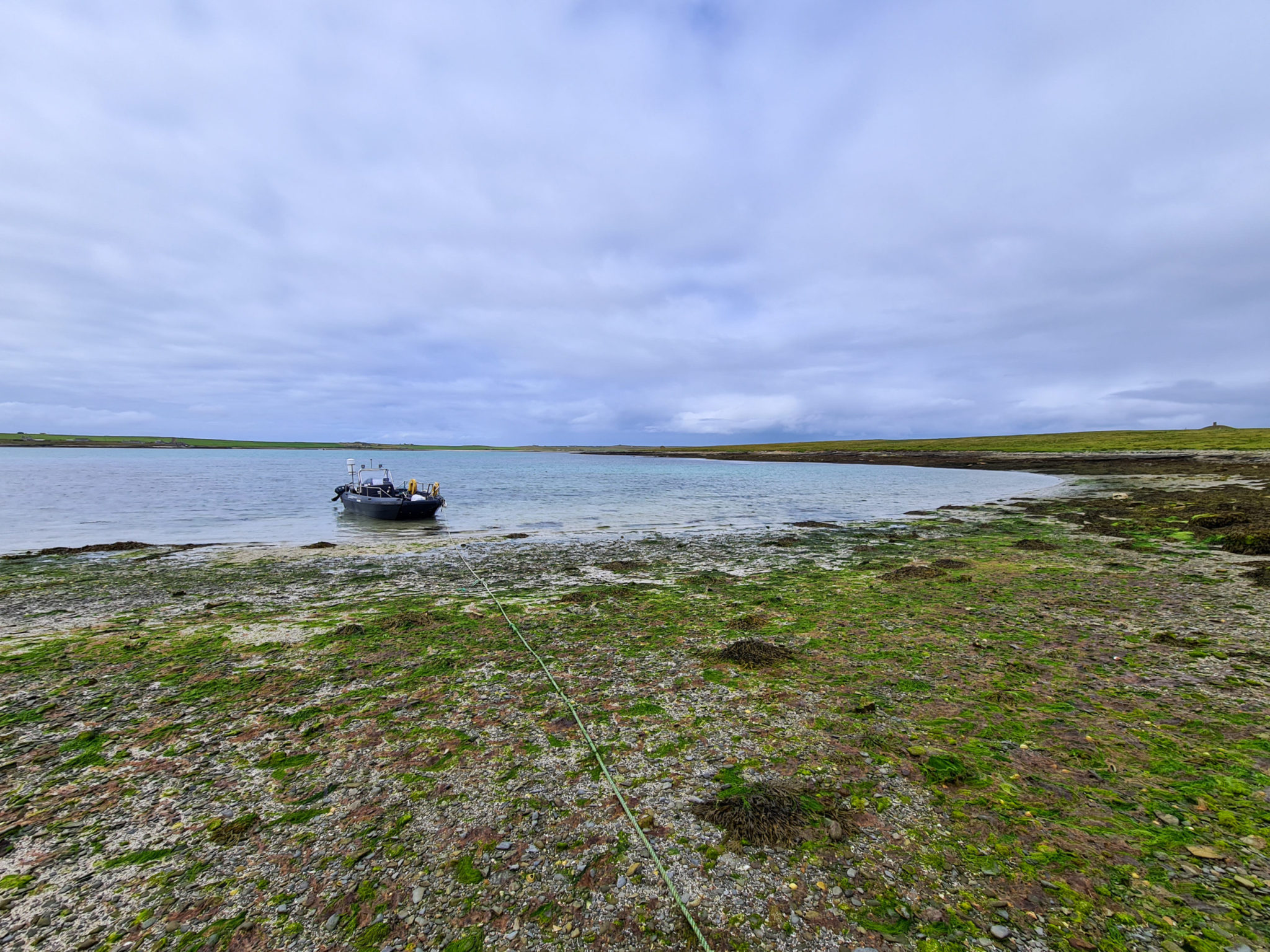 whale watching tour orkney