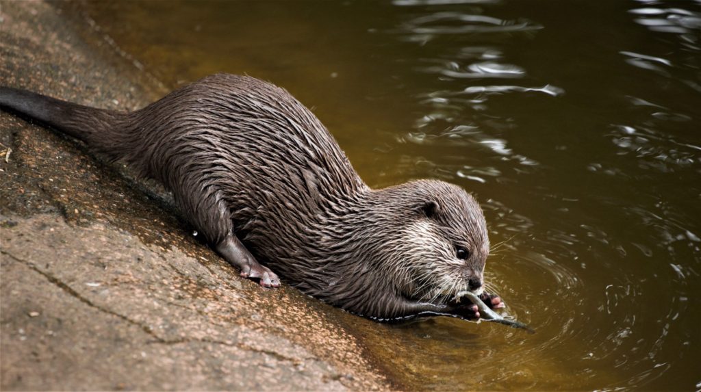 An otter with wet fur holds a fish with its hands.