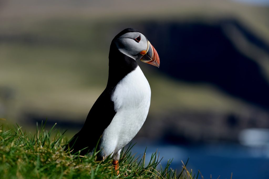 whale watching tour orkney