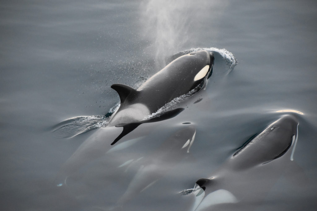 Two adult Orca (Killer Whales) guard either side of a baby as they swim.