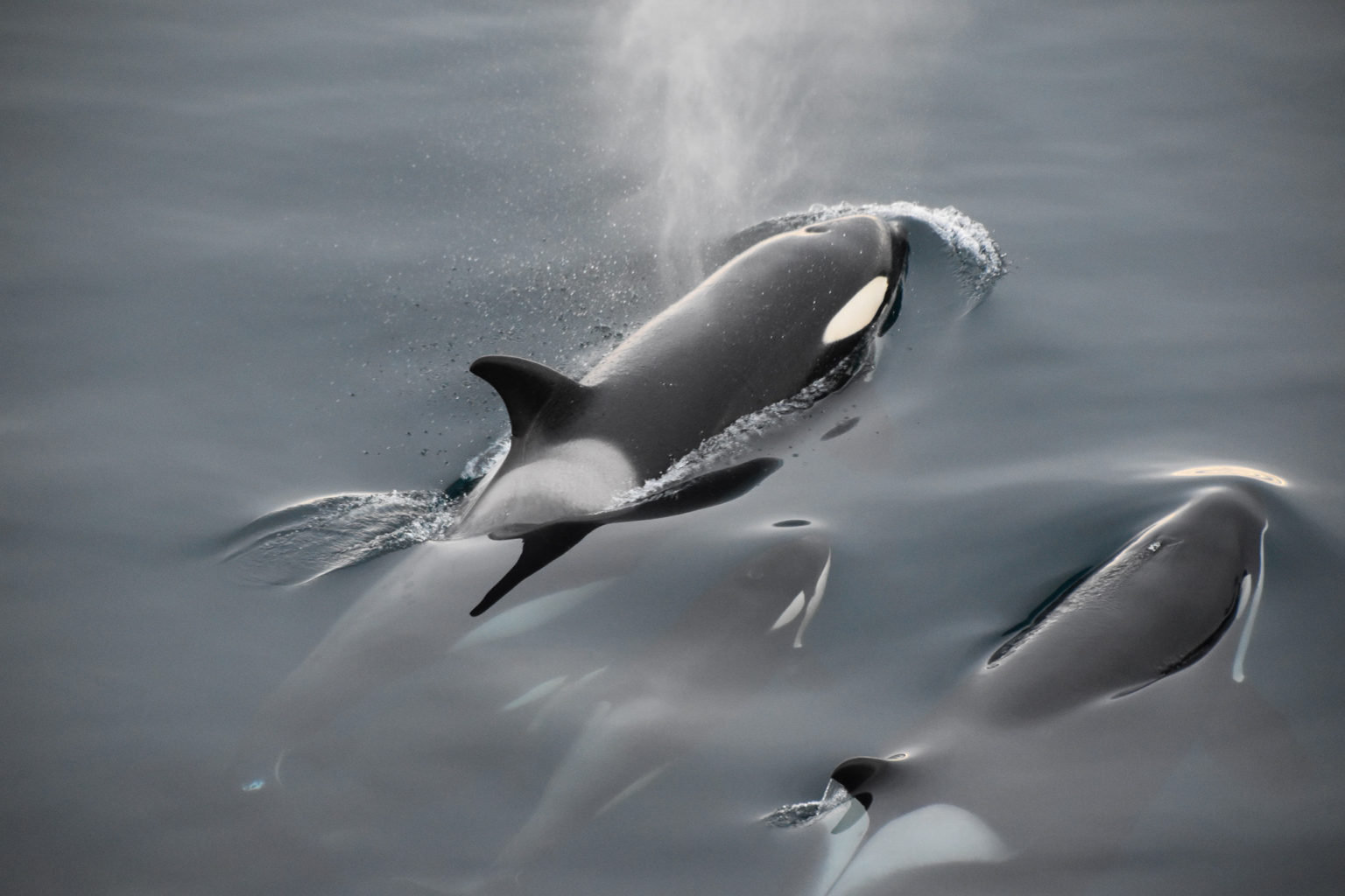 whale watching tour orkney