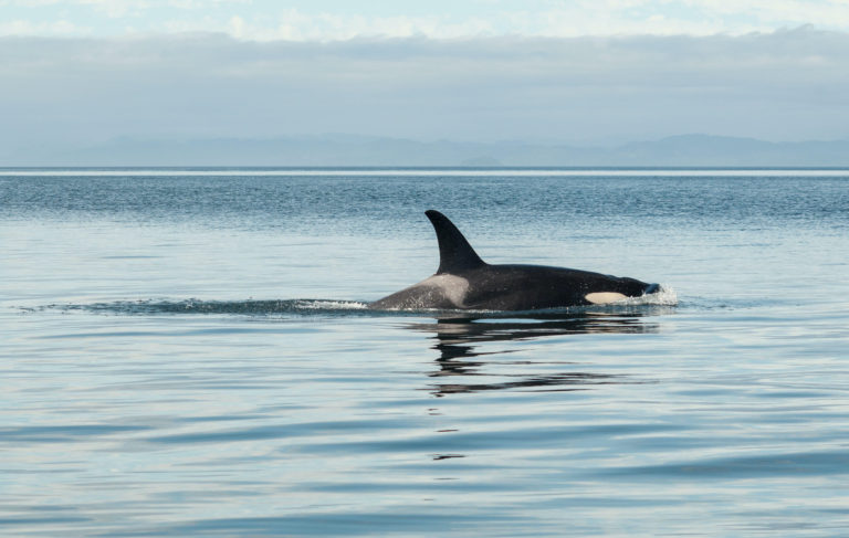 A single Orca (Killer Whale) breaks the surface of calm water. It's tall dorsal fin is slightly curved and a deep black colour.