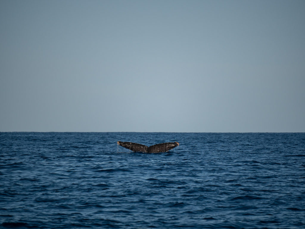 As a humpback whale dives down, we see its barnacle-covered tail.