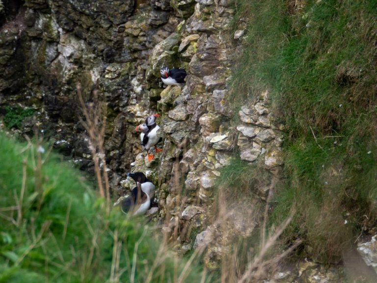 Three puffins perch on a steep rocky cliff.