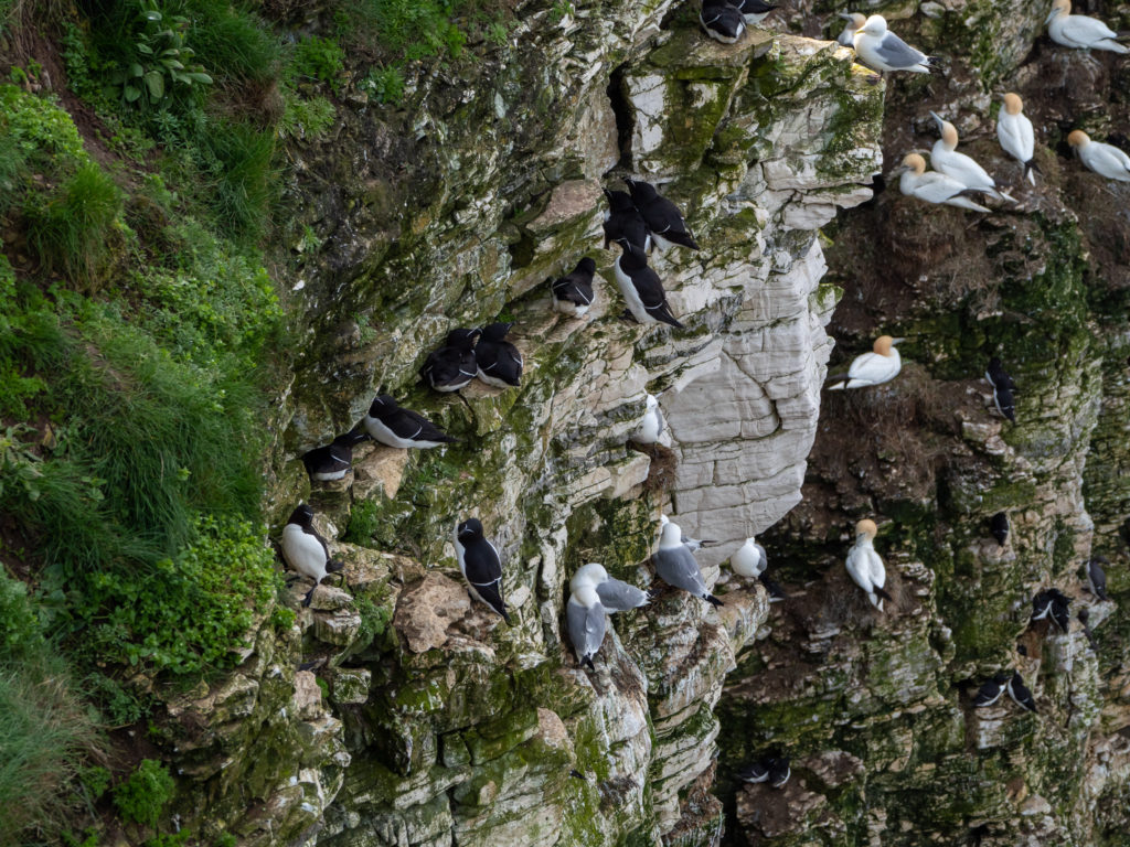 A selection of different birds nest in the nooks of Bempton Cliffs.