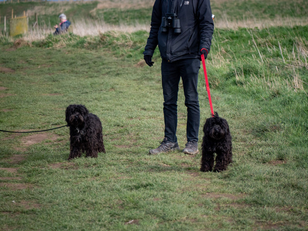 Two small black dogs stand on a grassy path. They look at the camera with curiosity.
