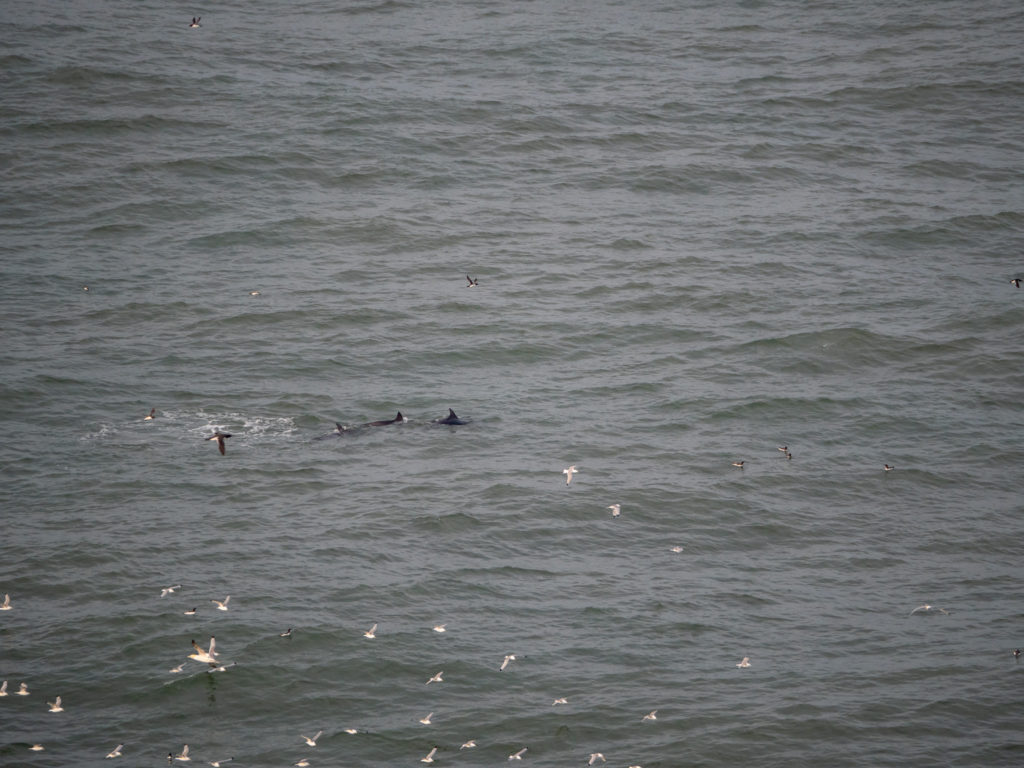 Three dolphins come up for air in the waters around Bempton Cliffs.