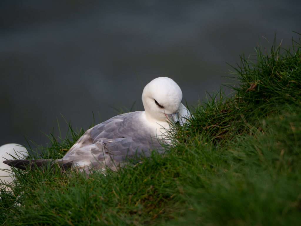 A fulmar looks straight at the camera as it sits comfortably in the grass.