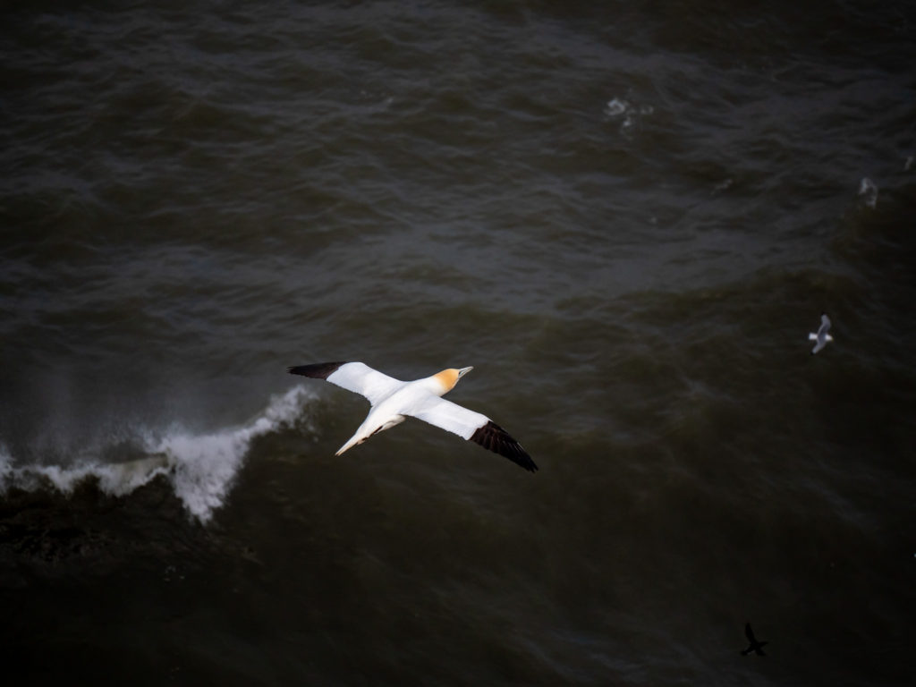 A bright white gannet flies over dark seas.