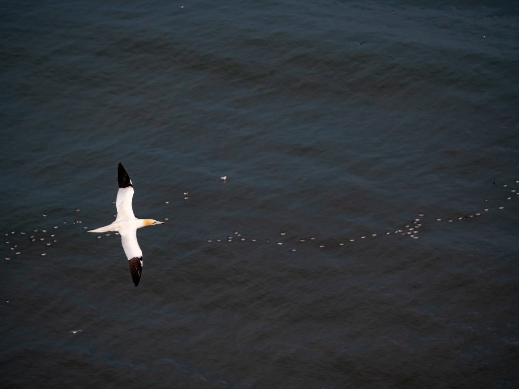 A gannet flies over a long line of small birds floating on the sea.