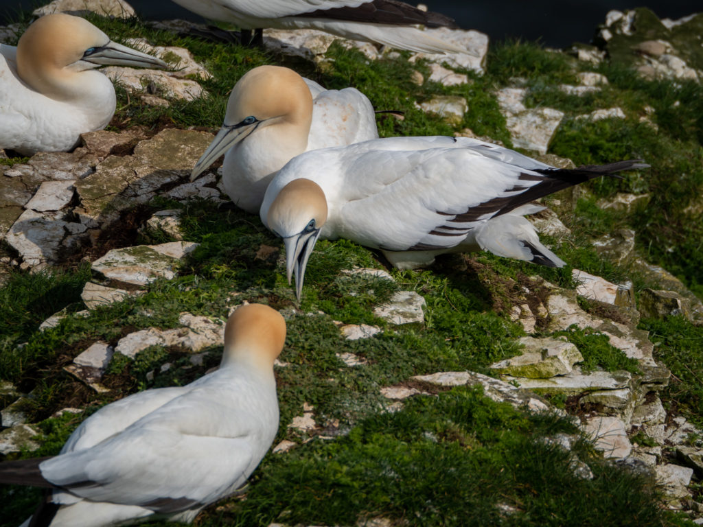 A group of gannets argue over a rocky patch of ground.