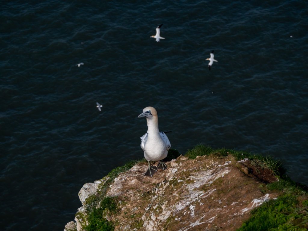 A guillemot stands close to the cliff edge and walks slowly towards the camera.