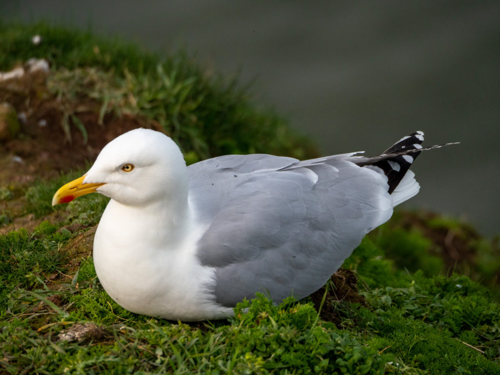 A single herring-gull sits on a green patch.