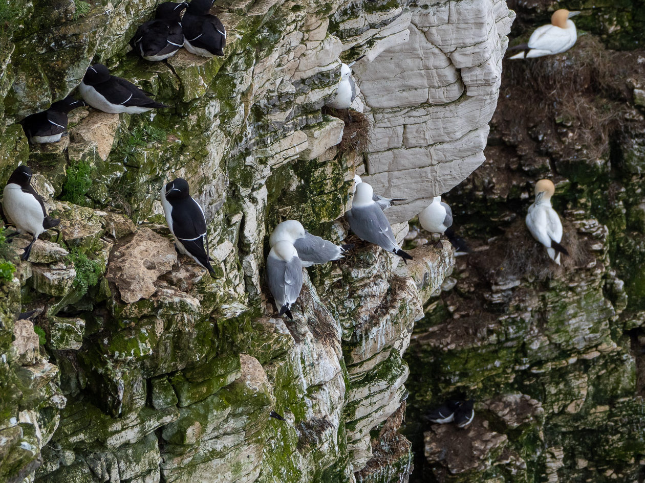 A small group of herring gulls build nests of twig on the cliffs of Bempton.