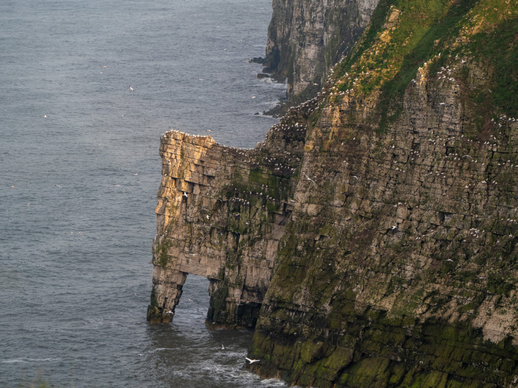 A wide sweeping view of hundreds of white seabirds as they nest on little shelves of Bempton cliffs.