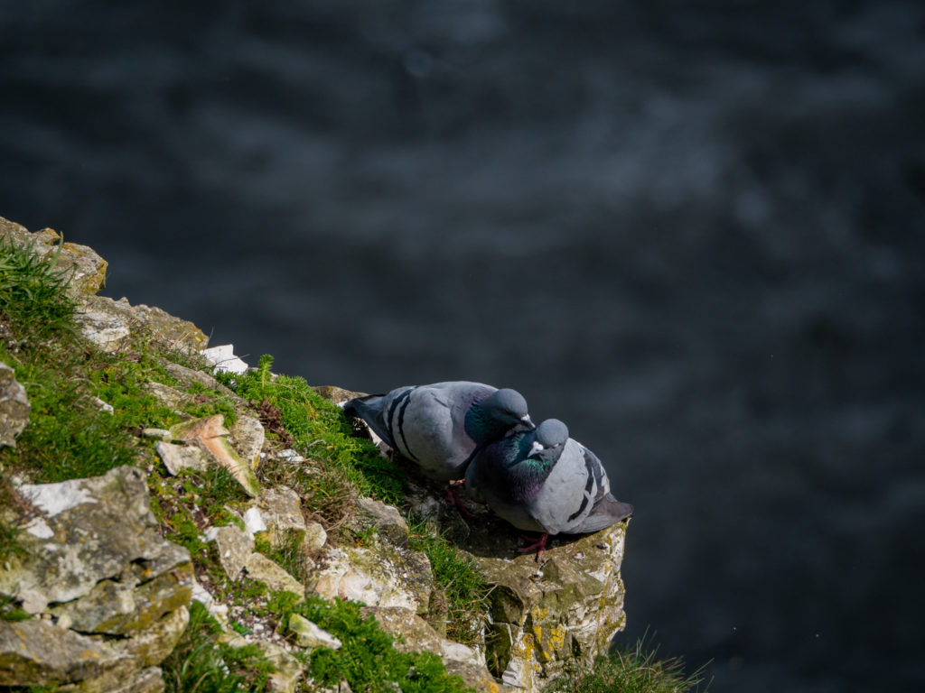A pigeon couple preen each other on the edge of the cliff.