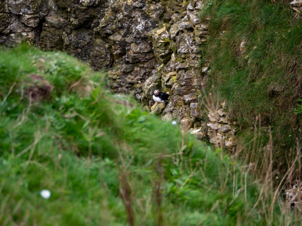 A puffin perches on a rock and peeks over a grassy hill towards the camera.