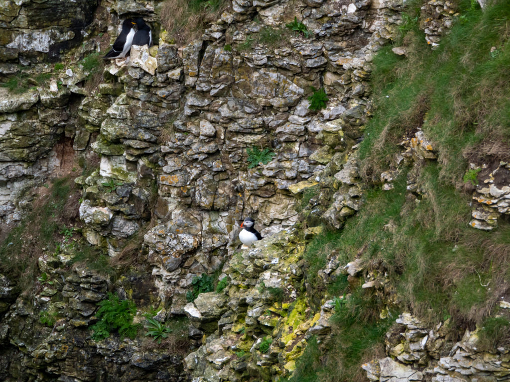 A puffin perches in a nook at Bempton cliff.