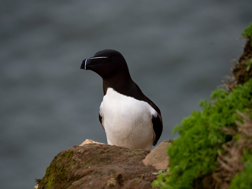 A loan razorbill perches on the clifftop, a bright white stripe across its face is very visible among the black feathers.