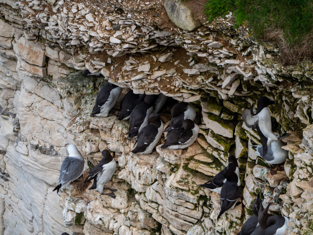 A small group of razorbills nest under a large overhang on Bempton's steep cliffs.
