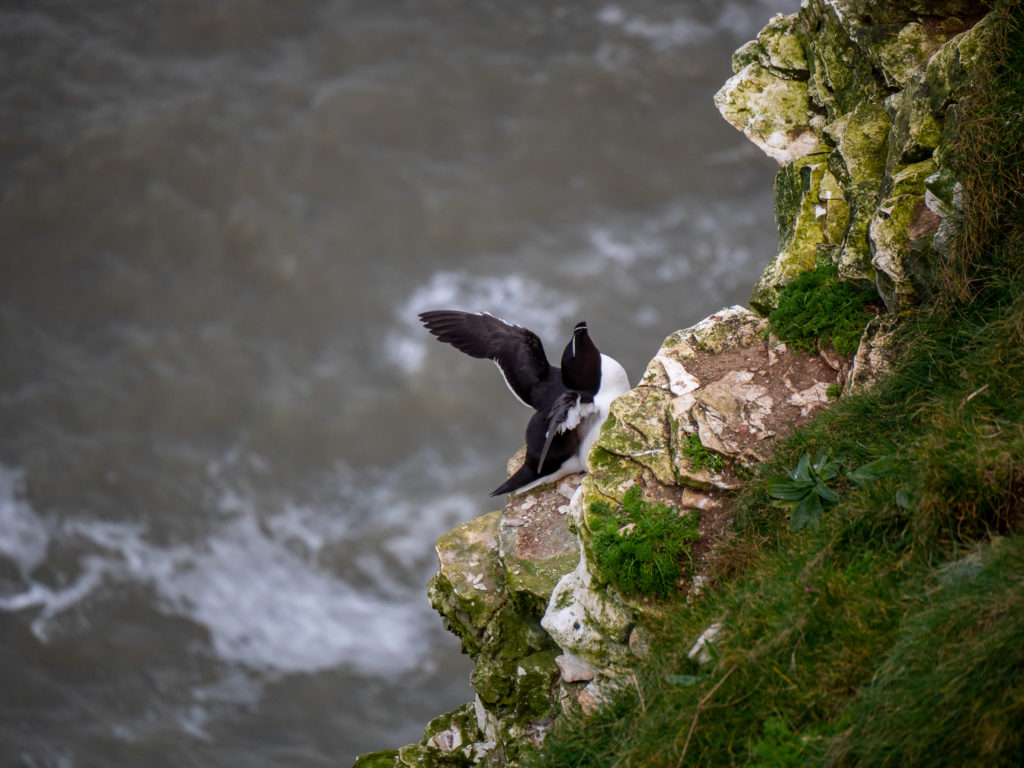 A razorbill perches on the edge of Bempton Cliffs and spreads out its wings wide.