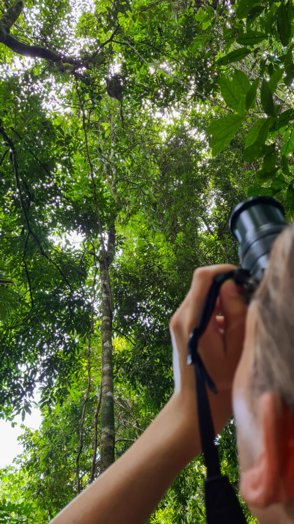 A unique over-the-shoulder view of a photographer as she photographs a sloth in the canopy.